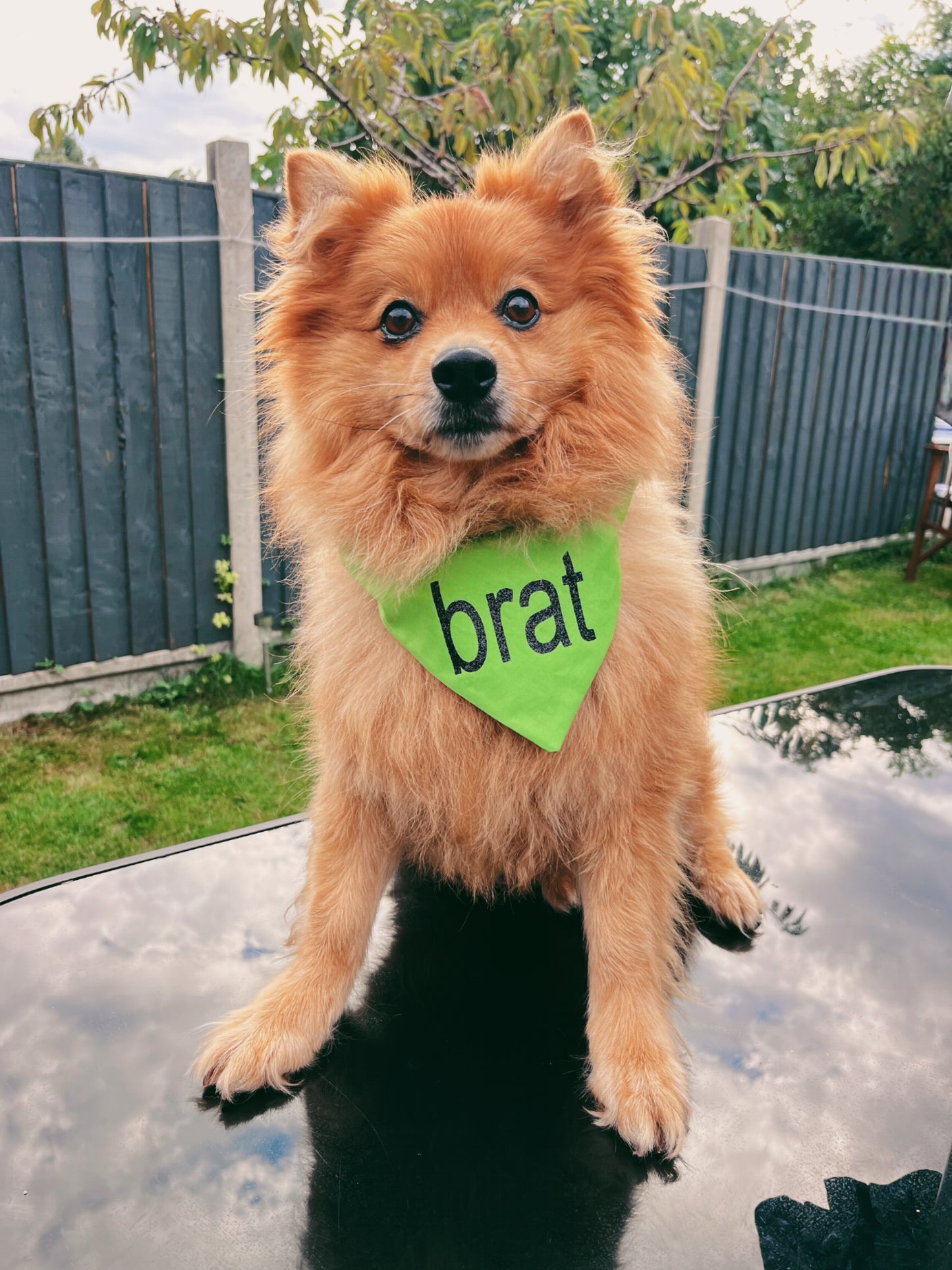 brat - Charli XCX - Pet Bandana