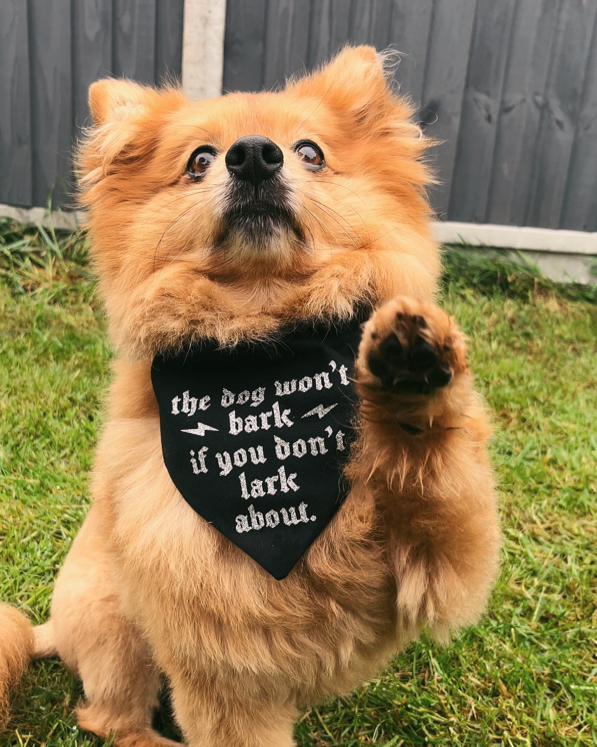 The 1975 - M.O.N.E.Y - Pet Bandana