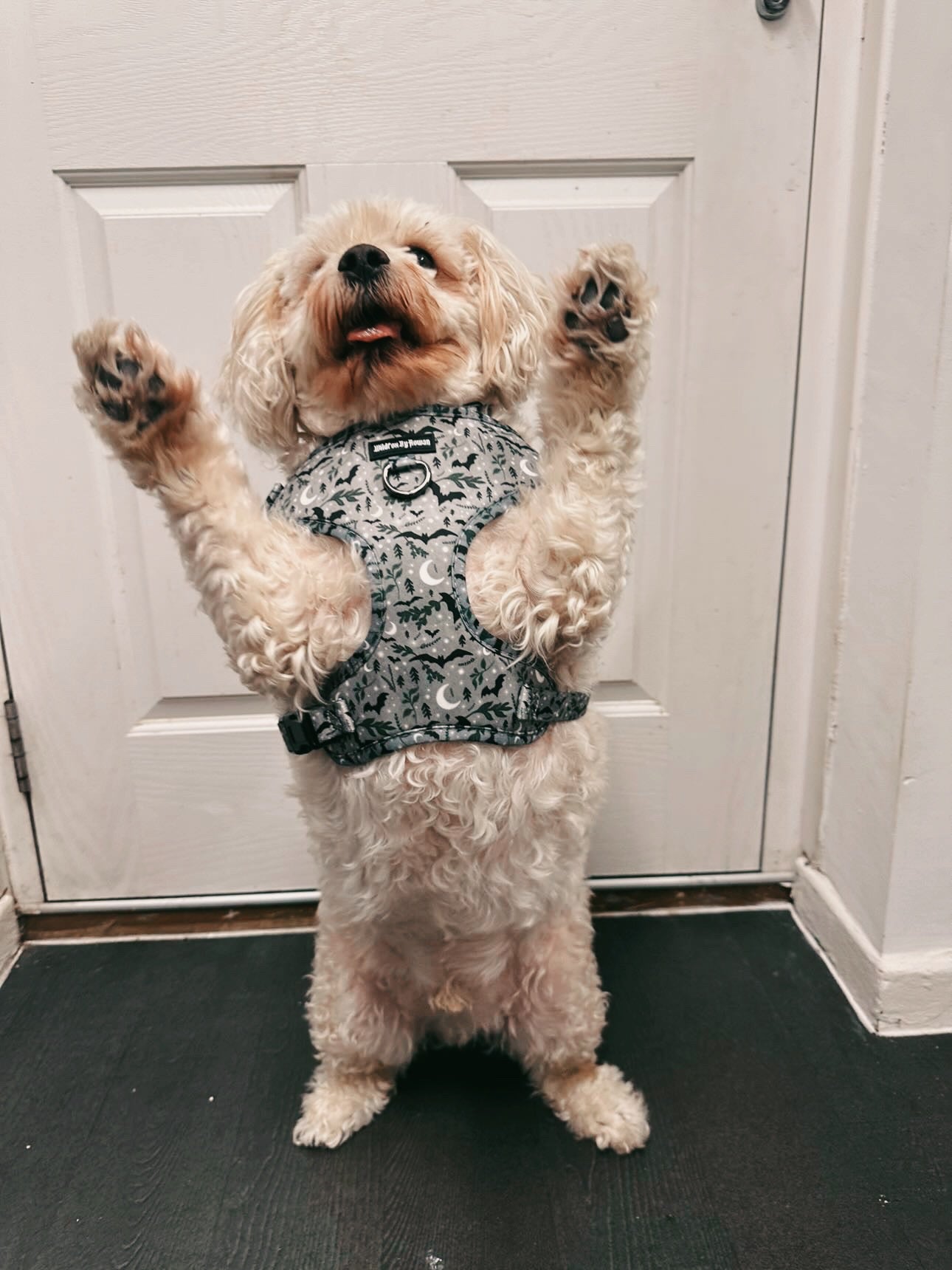 Mystic Forest - Adjustable Pet Harness