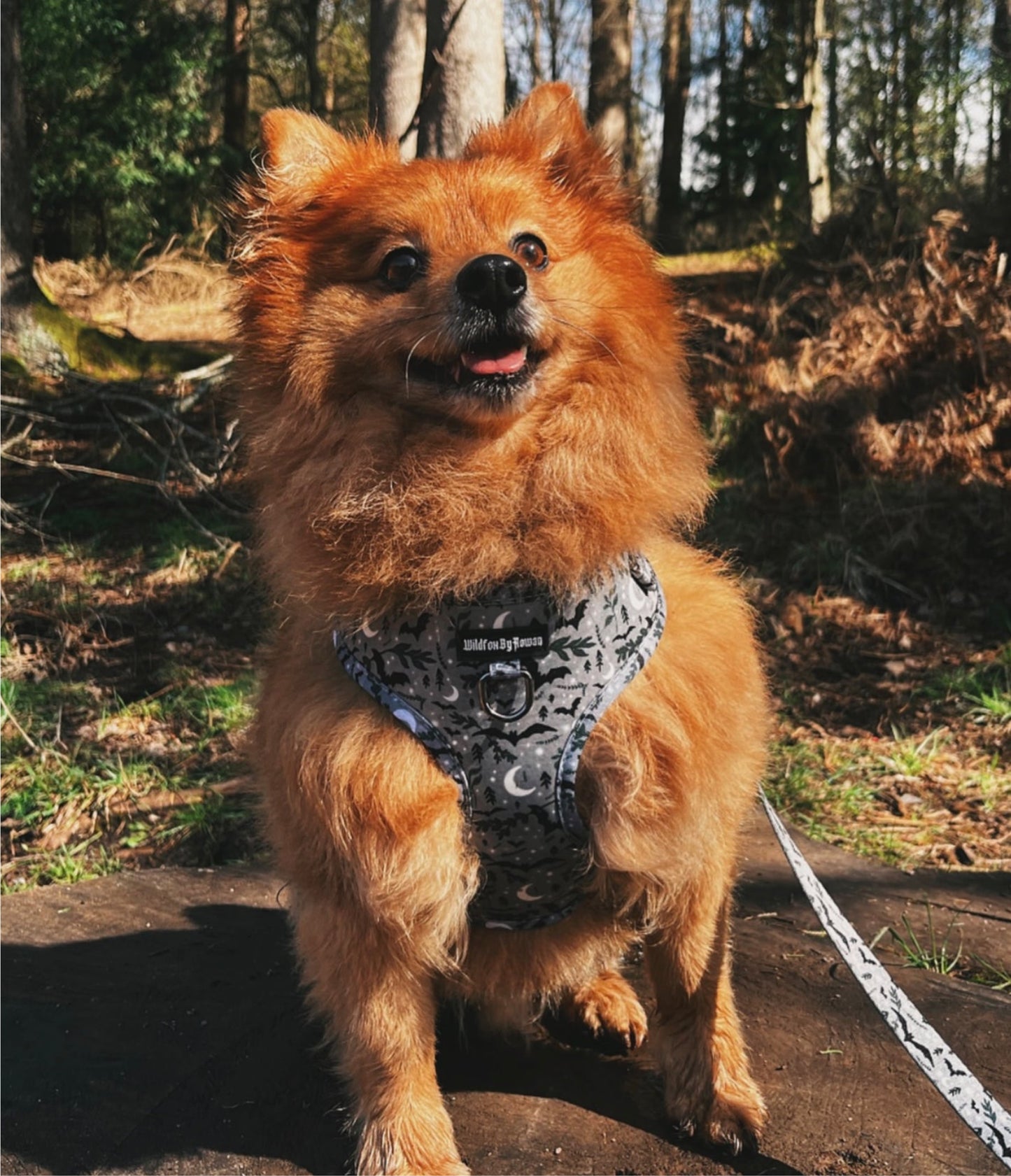 Mystic Forest - Adjustable Pet Harness