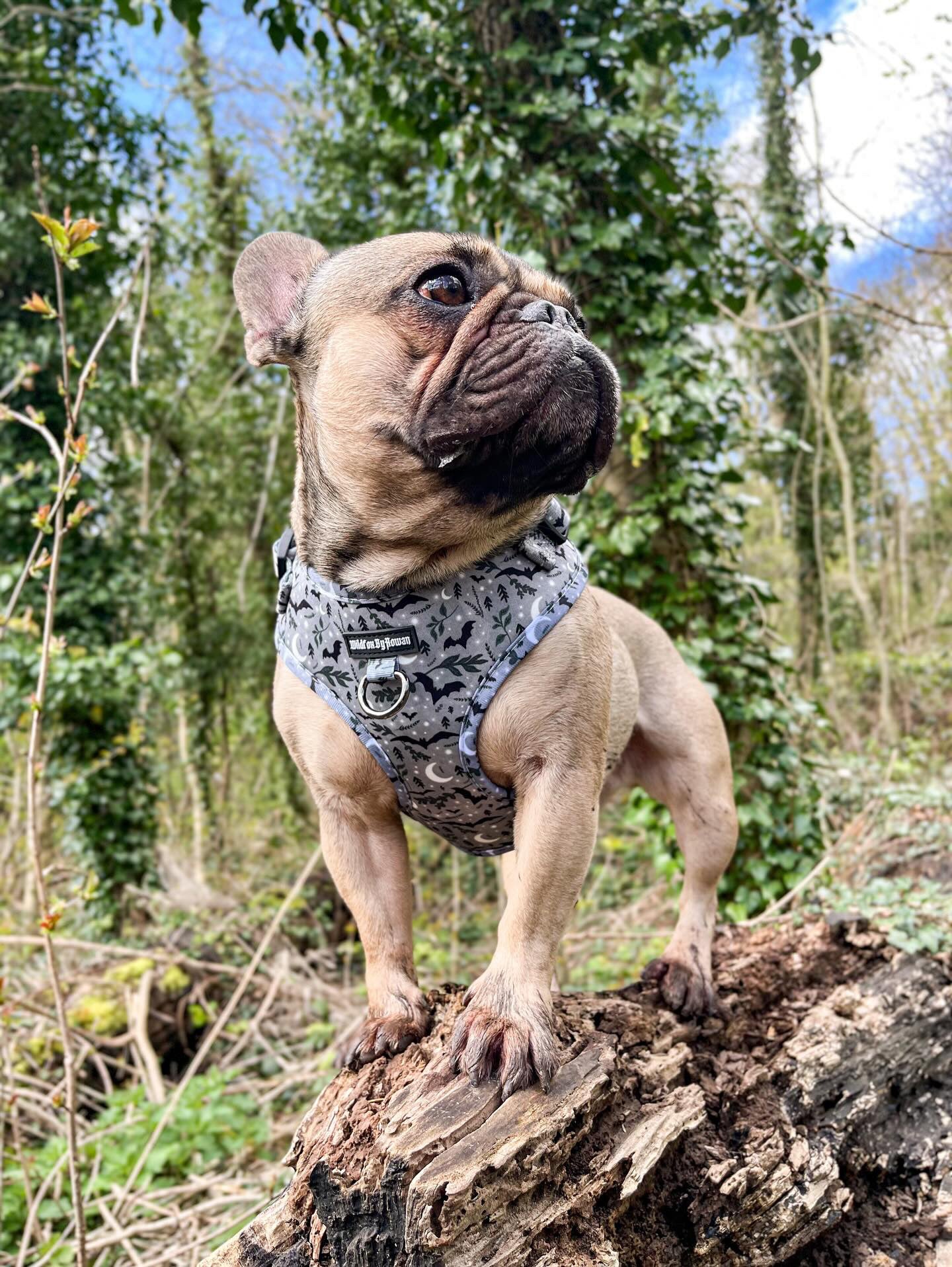 Mystic Forest - Adjustable Pet Harness